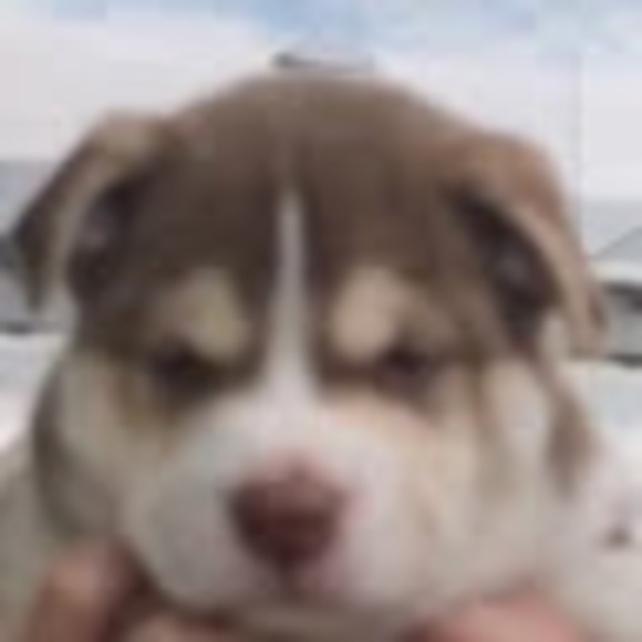 Meet your Posher, Hope - Picture 1 of 1